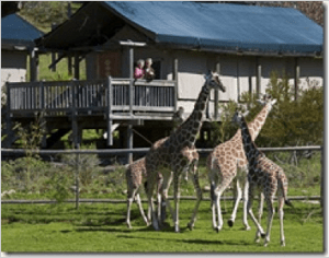 safari