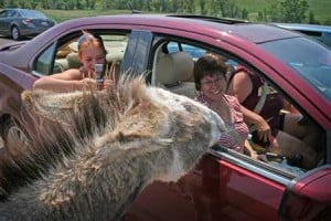 custer sd tourism