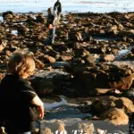 Are Tide Pools Safe? 10 Tips for Exploring Tide Pools Safely With Kids 1