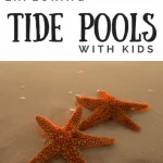 Exploring Tide Pools with kids Pinterest