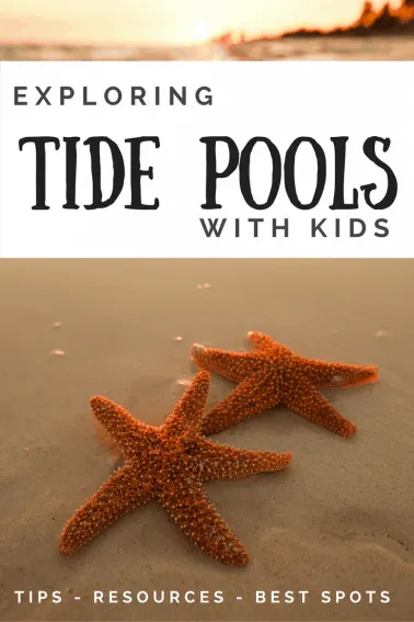 Exploring Tide Pools with kids Pinterest