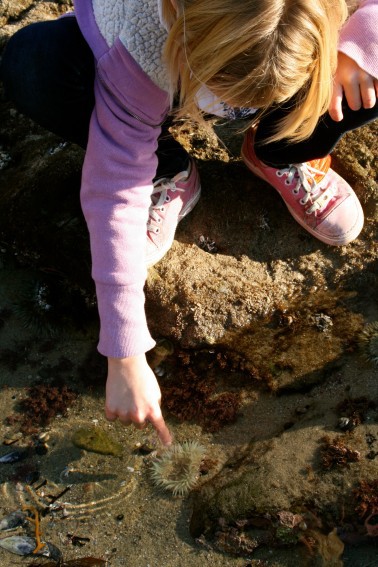 🐚 🦀 EXPLORING TIDE POOLS for Kids: LEARN about TIDE POOLS with Paige!  #kidsvideo #kidstv #tidepools 