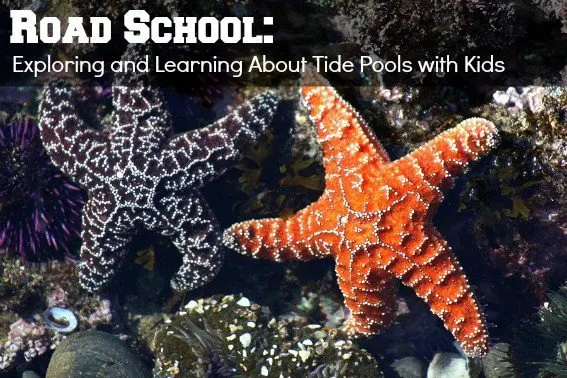 Road School: Exploring Tide Pools with Curious Kids 1