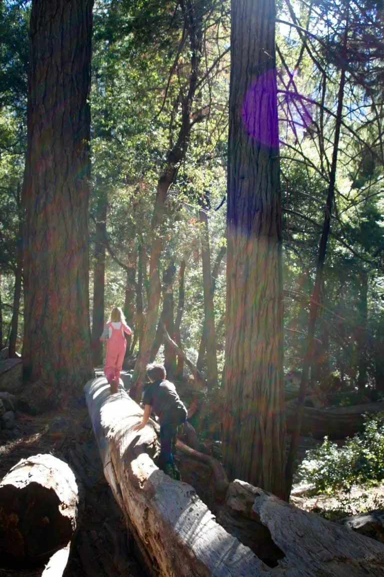 Mariposa Grove Yosemite