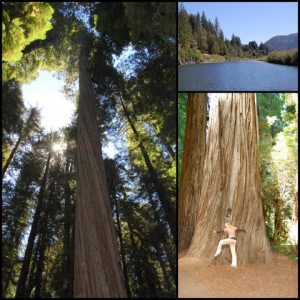 5 Must Sees for Families on California's Redwood Coast 3