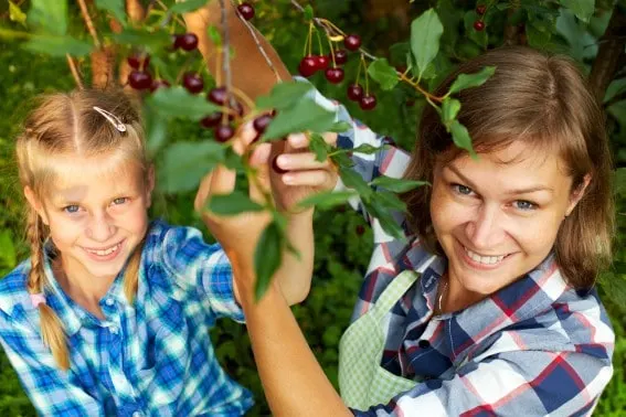 cherry farms tips and tricks for families