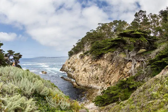 Point Lobos reserve near Monterey