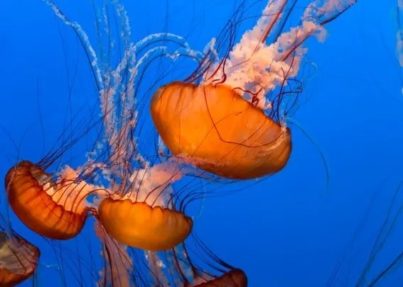Monterey Aquarium is one of the best things to do in Monterey with kids