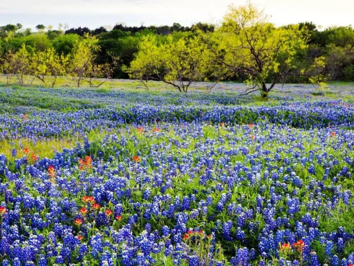 day trips from San Antonio