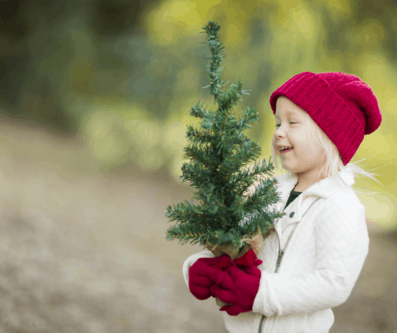 U-cut Christmas Tree farm locations and cutting tips