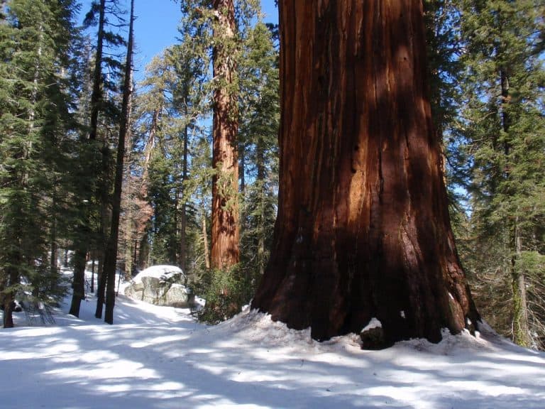 Grant Grove in Winter