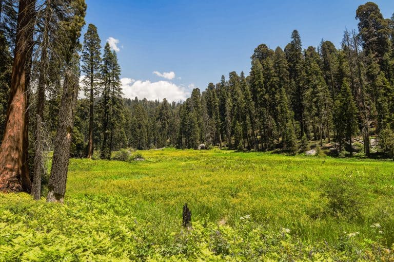 Crescent Meadow in Sequoia National Park