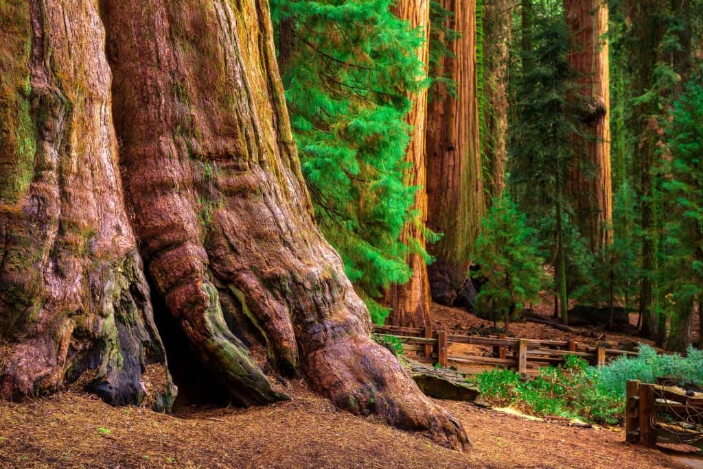 Sequoia National Park General Sherman Tree
