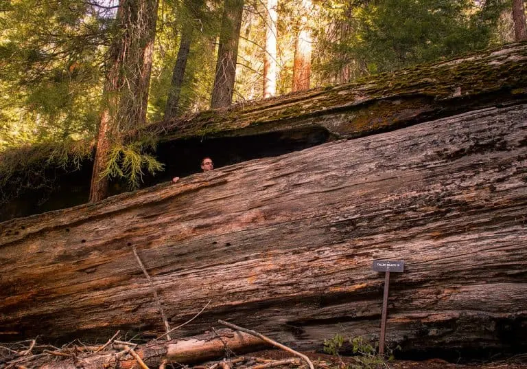 Fallen Goliath in Sequoia  