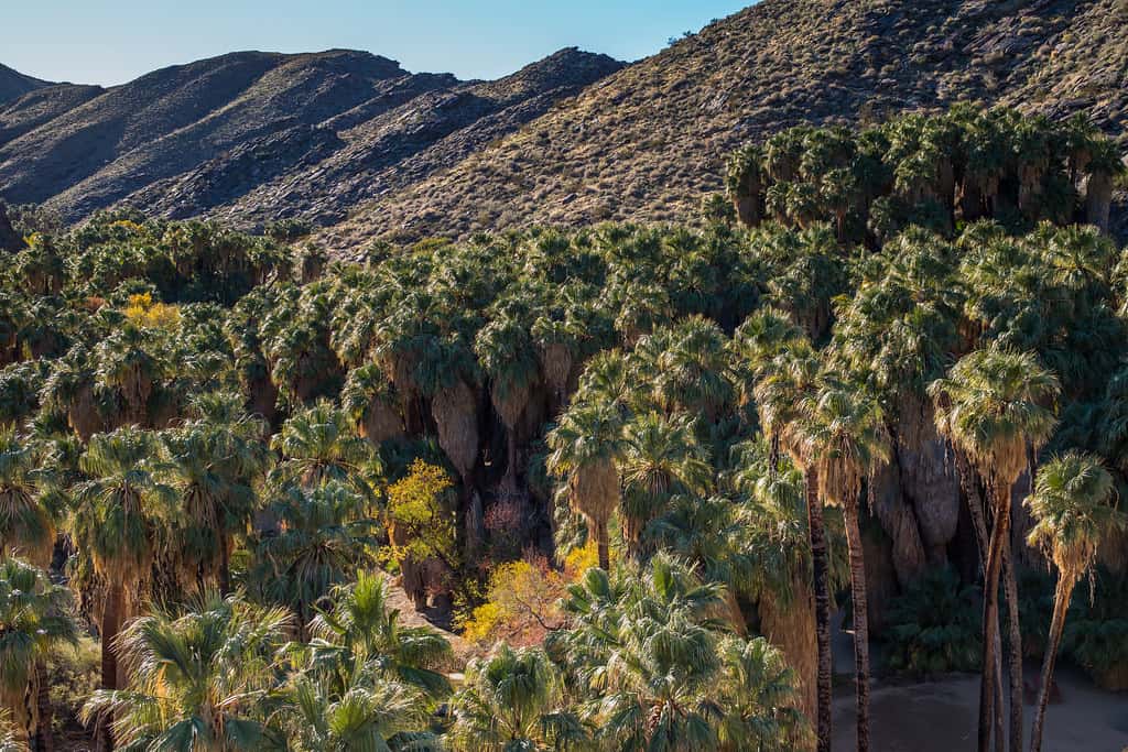 One of the fun things to do in Palm Springs with kids is explore Indian Canyon