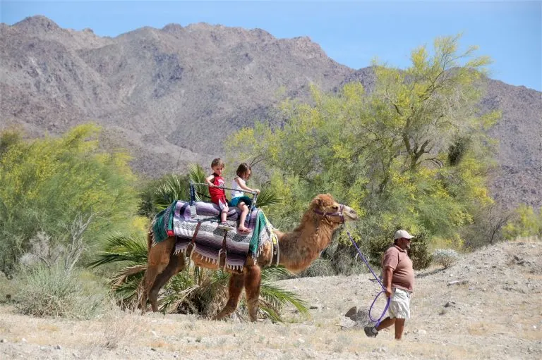 Things to do in Palm Springs with kids include visiting the Living Desert