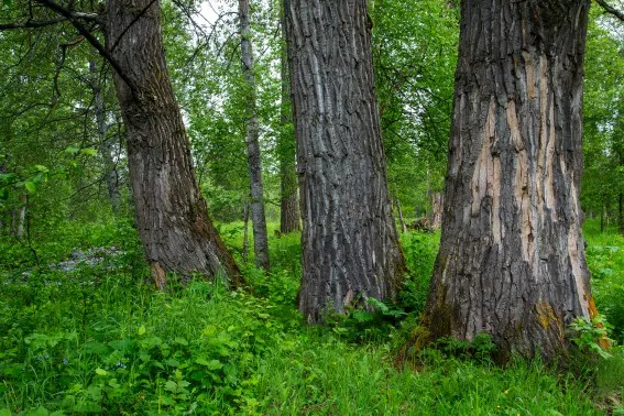 Campbell Creek Science Center - hiking with kids in Alaska