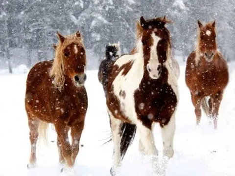 Winter Vacation at Vista Verde Ranch; “Mommy Travel Agent” Takes a Day Off