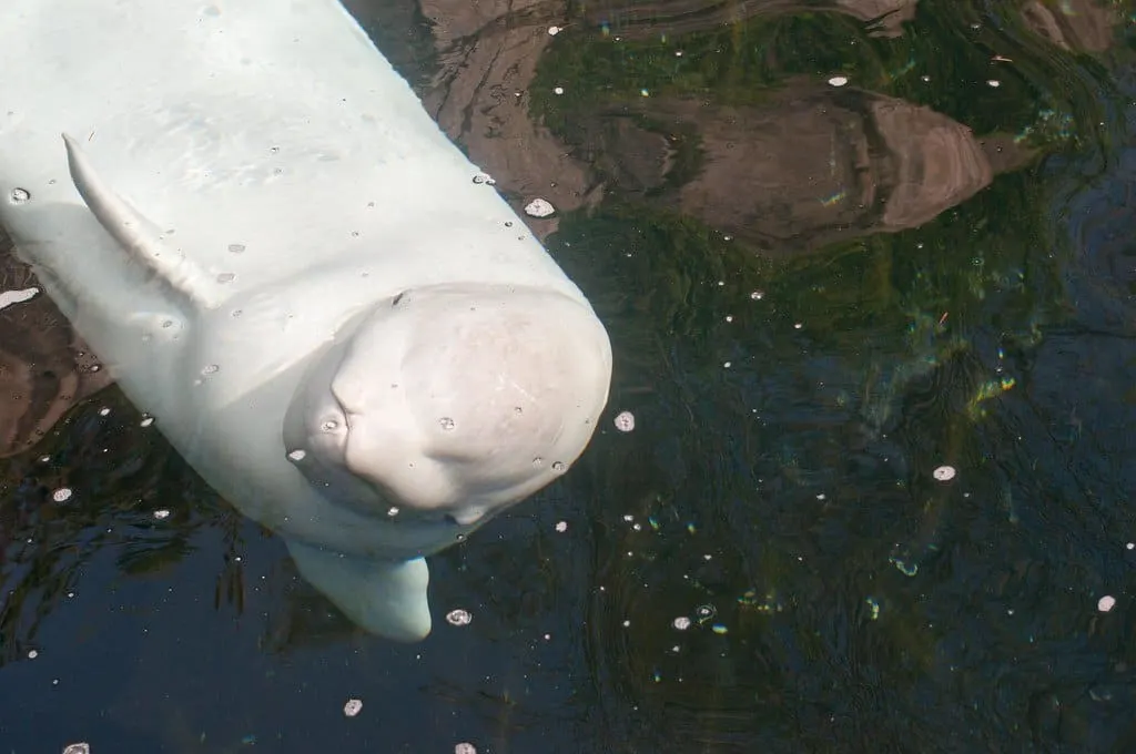 mystic aquarium photo