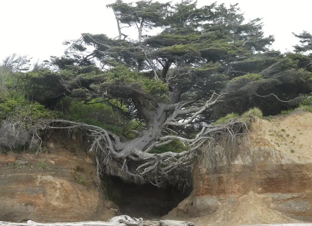 The kalaloch tree cave is a must see on a washington coast road trip