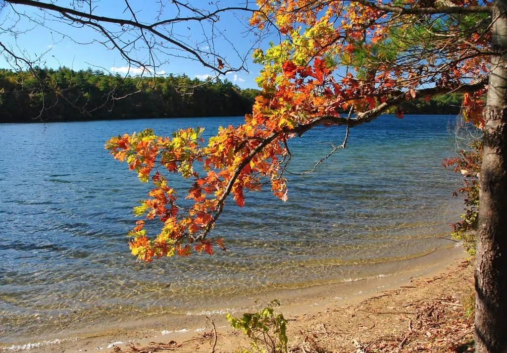 Walden Pond photo