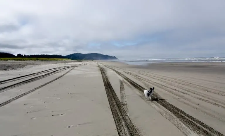 Drive on the beach in Long Beach, Washingon