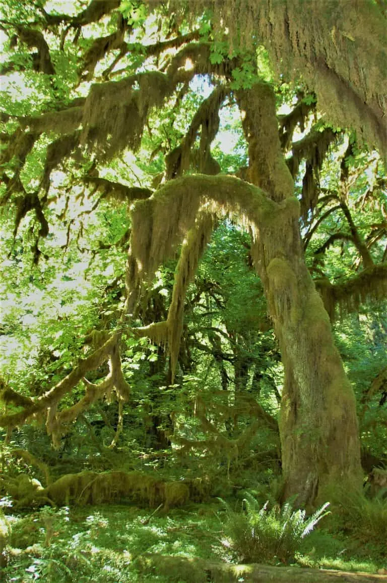 Hoh Rainforest