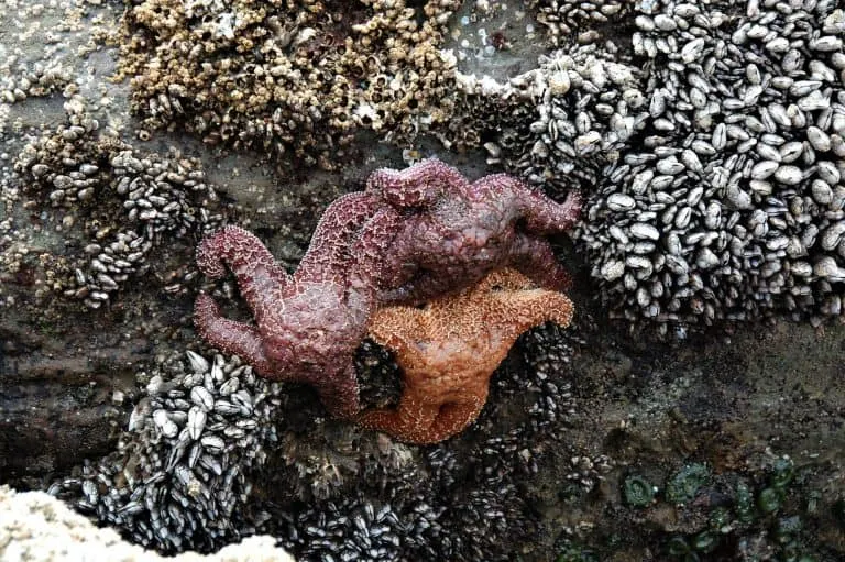 Tide Pool at Beach 4 is a great stop on a Washington Coast Road Trip