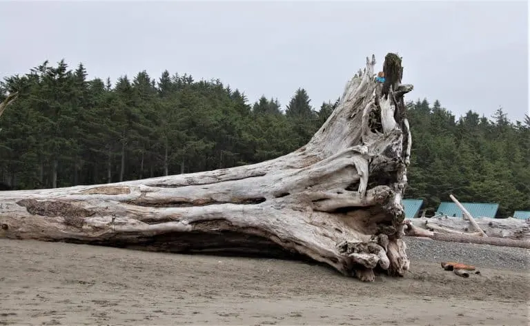 First Beach La Push Washington