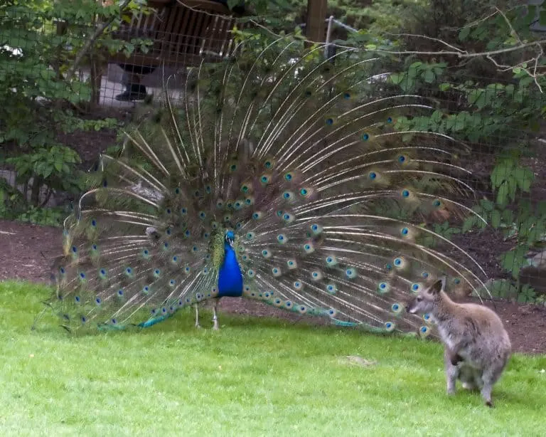 Fort Wayne Children's Zoo in Indiana 