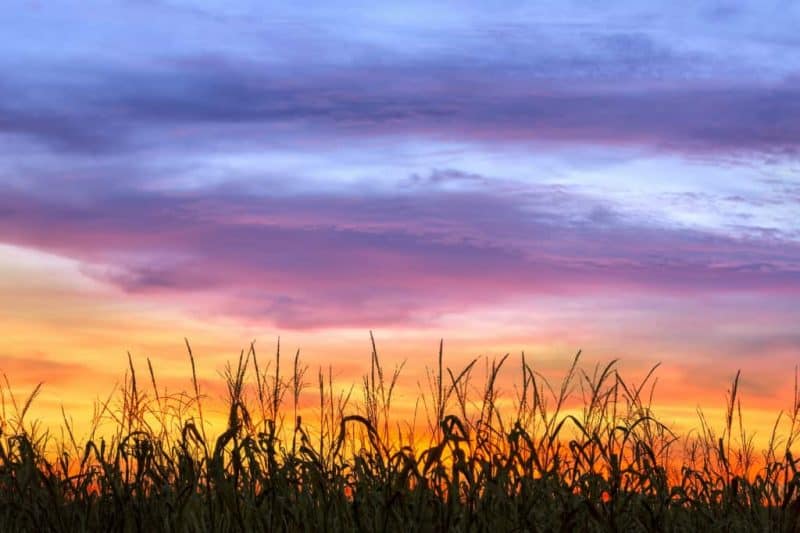 things-families-do-Indiana-cornfield-by-bigstock-Kenneth-Keifer