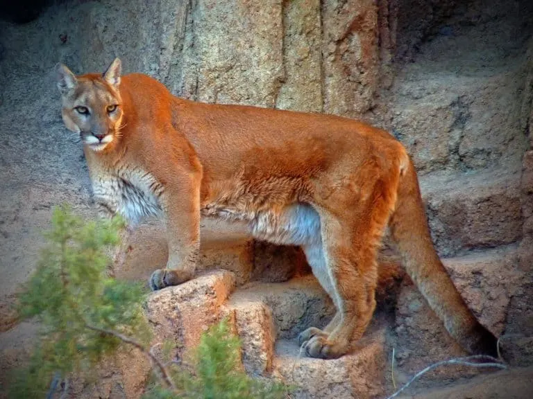 best places to visit in Arizona include the r4emarkable Arizona Sonora Desert museum