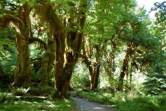 Hoh Rainforest