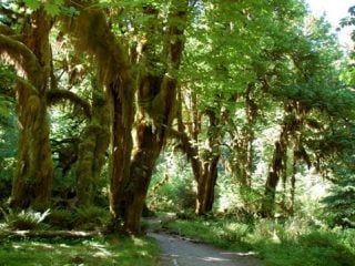 Olympic National Park’s Rainforests with Kids