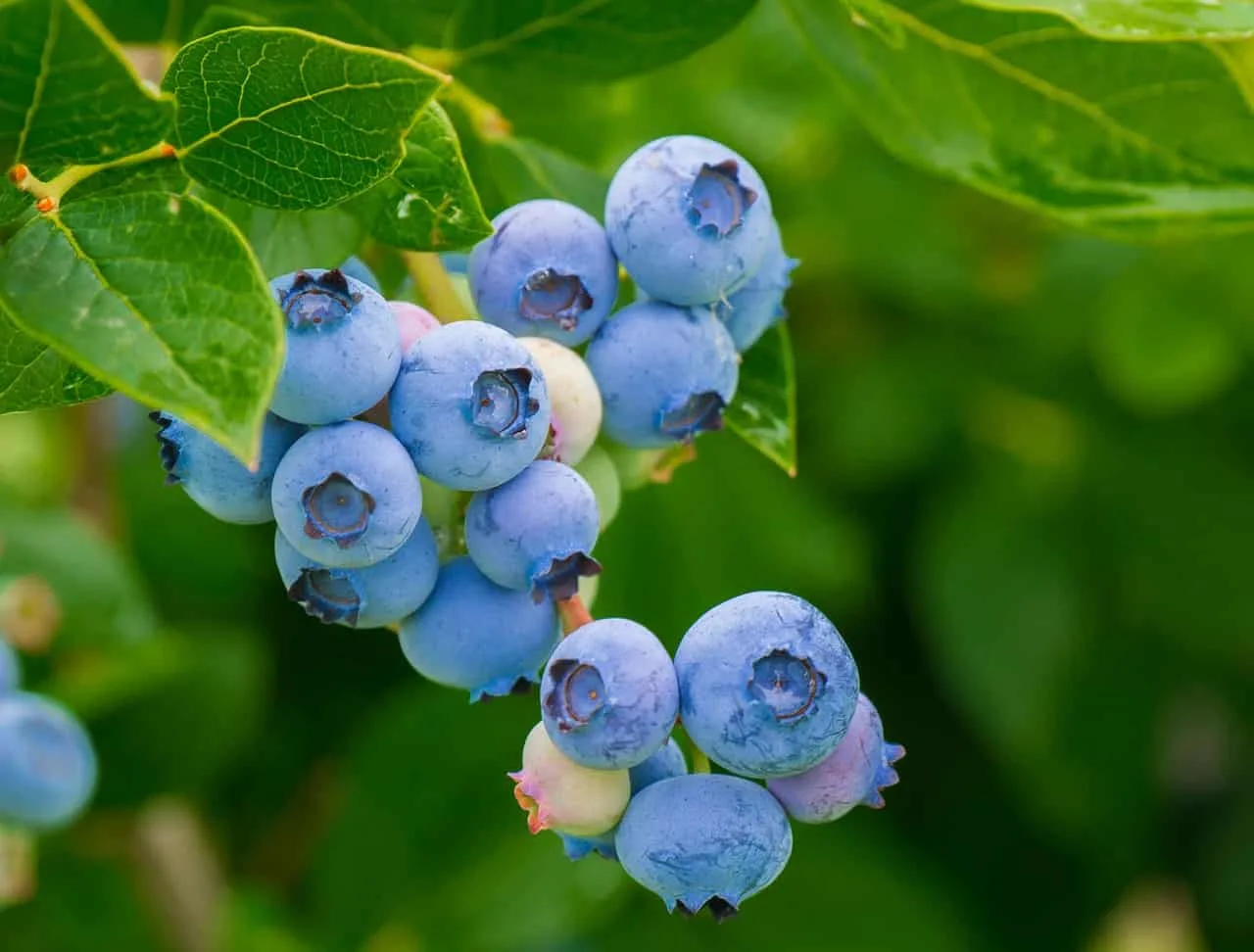 blueberries photo