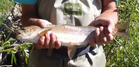 Fly fishing on the Elk River at The Home Ranch in Clark, Colorado
