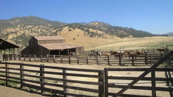 Rankin Ranch Horses