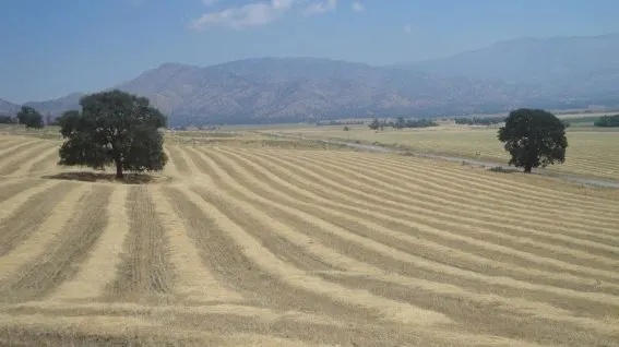 Rankin Ranch Fields