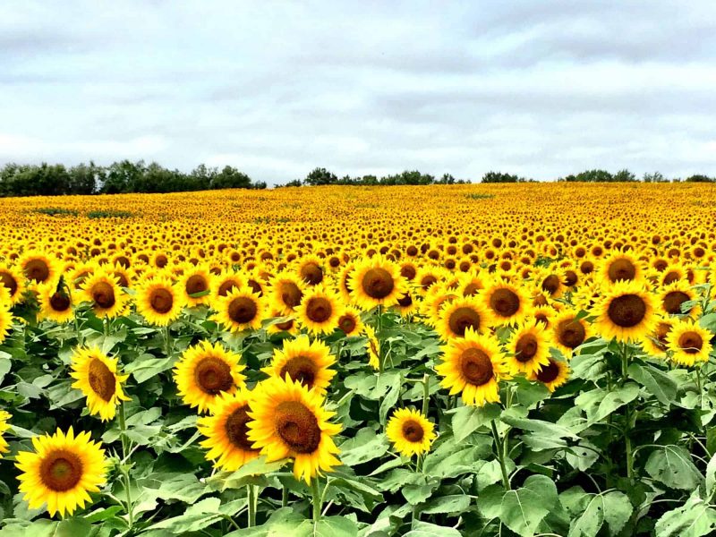 Sunflowers in Kansas