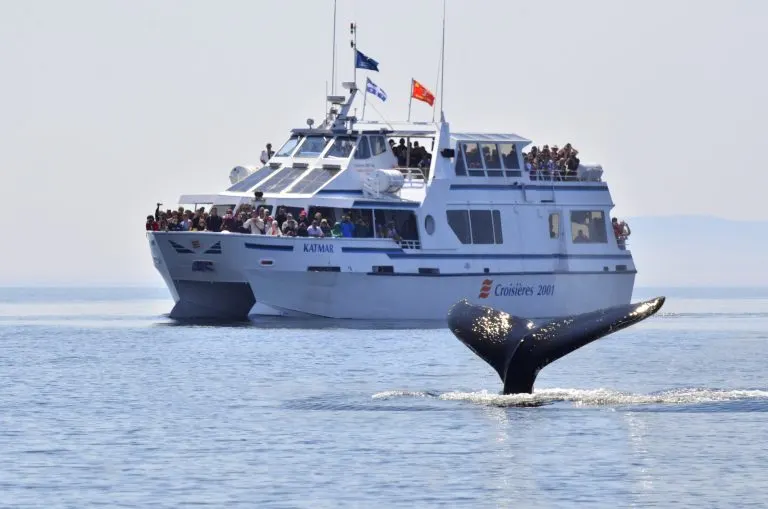 whale watching in the St. Lawrence River by boat