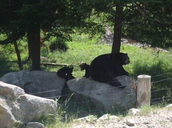 Wildlife Encounters at Parc Omega, Western Quebec