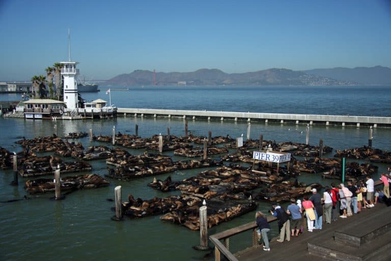 Sea Lions 