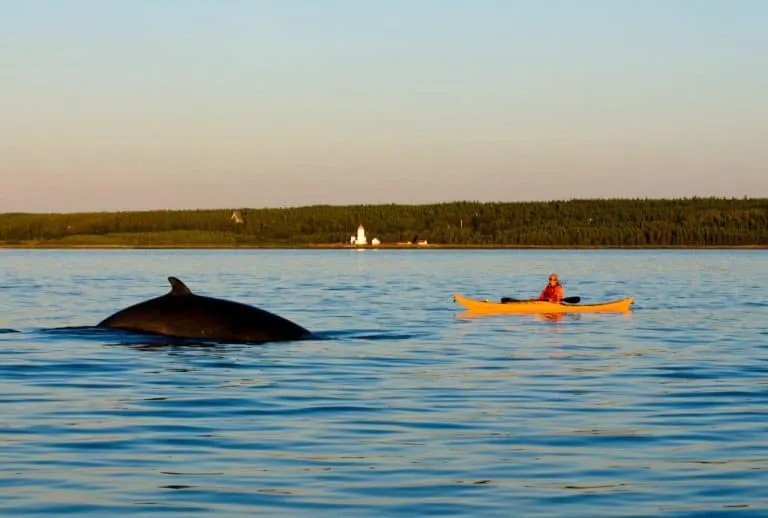 Whale watching in the St. Lawrence River via kayak
