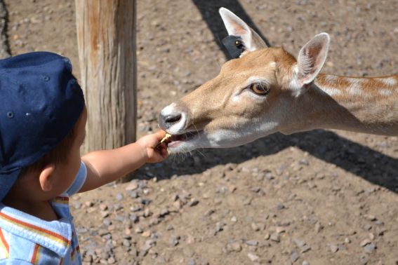 Wisconsin Deer Park Kid friendly feed deer trip travel vacation 
