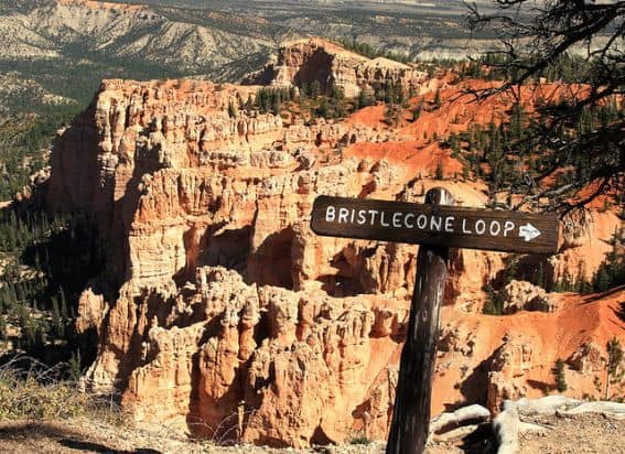 Bryce Bristlecone