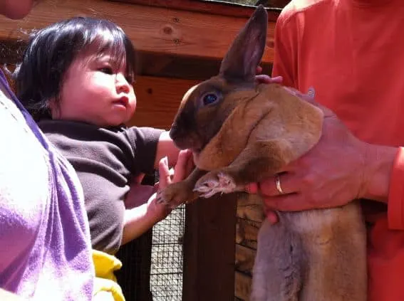 Meet the Bunnies at Tarryall River Ranch