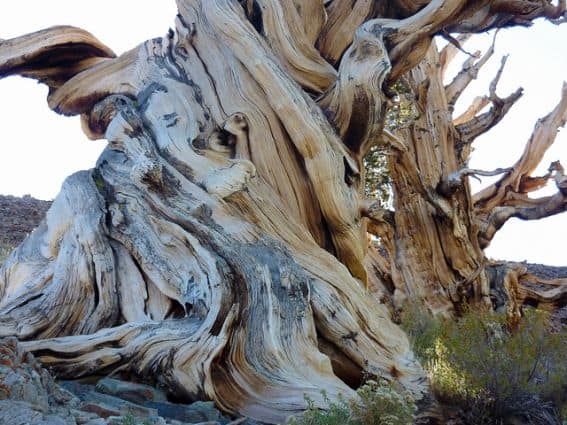 the oldest bristlecone pine tree in world