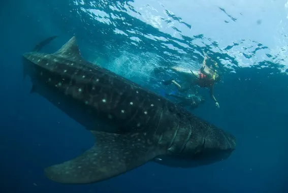 Swim with Whale Sharks by Cancun CVB