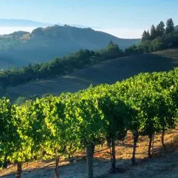 10 Fun Things to do in Napa with Kids
