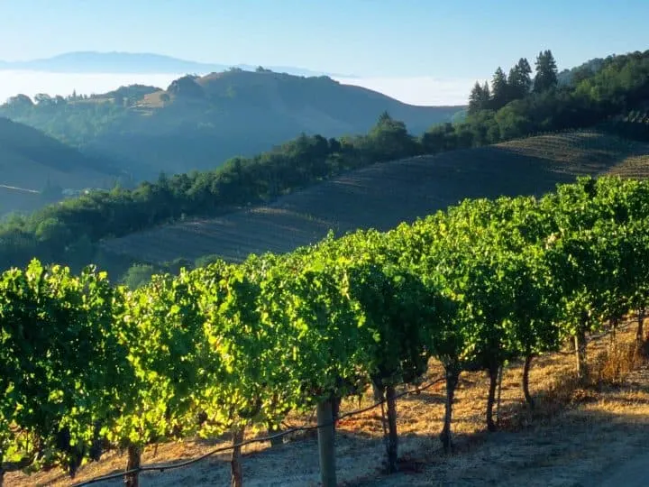 things to do in Napa with kids
